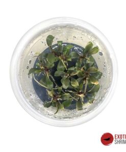 BUCEPHALANDRA SP. RED IN-VITRO