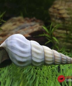 CARACOL HÉRCULES BLANCO