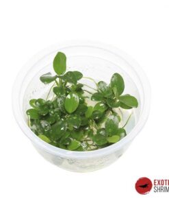 ANUBIAS BARTERI NANA PETITE IN-VITRO