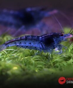 AURA BLUE