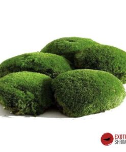 BOLA DE MUSGO NATURAL PARA TERRARIO (Leucobryum glaucum)