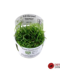 HELANTHIUM TENELLUM GREEN IN-VITRO