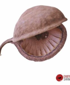 BUDDHA NUT