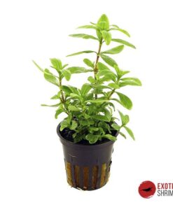 HYGROPHILA POLYSPERMA