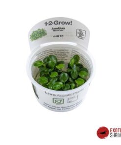 ANUBIAS MINI COIN IN-VITRO