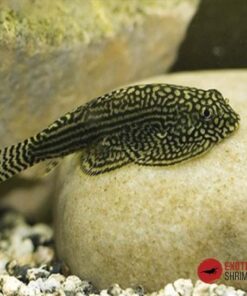 SEWELLIA LINEOLATA - VENTOSA DE BORNEO
