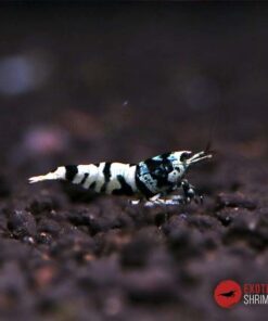 BLACK GALAXY NANASHI