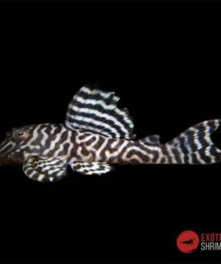 L066 HYPANCISTRUS KING TIGER