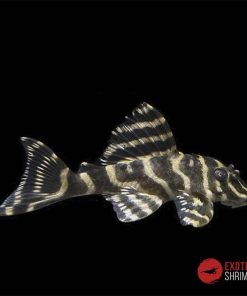 L129 HYPANCISTRUS DEBILITERRA