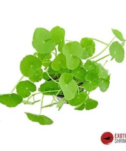 HYDROCOTYLE LEUCOCEPHALA