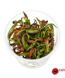 CRYPTOCORYNE SPIRALIS RED IN-VITRO