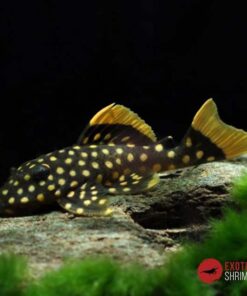 L018 BARYANCISTRUS XANTHELLUS “GOLDEN NUGGET” 6-7cm
