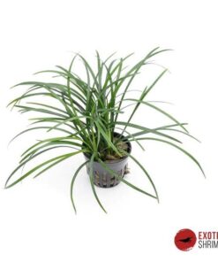 Ophiopogon japonicus