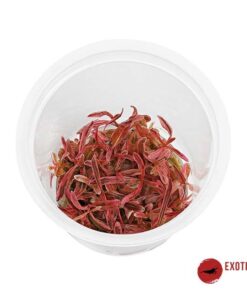 HYGROPHILA LANCEA CHAI IN-VITRO