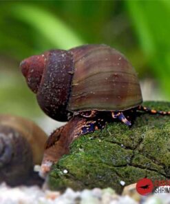 CARACOL BLUE BERRY