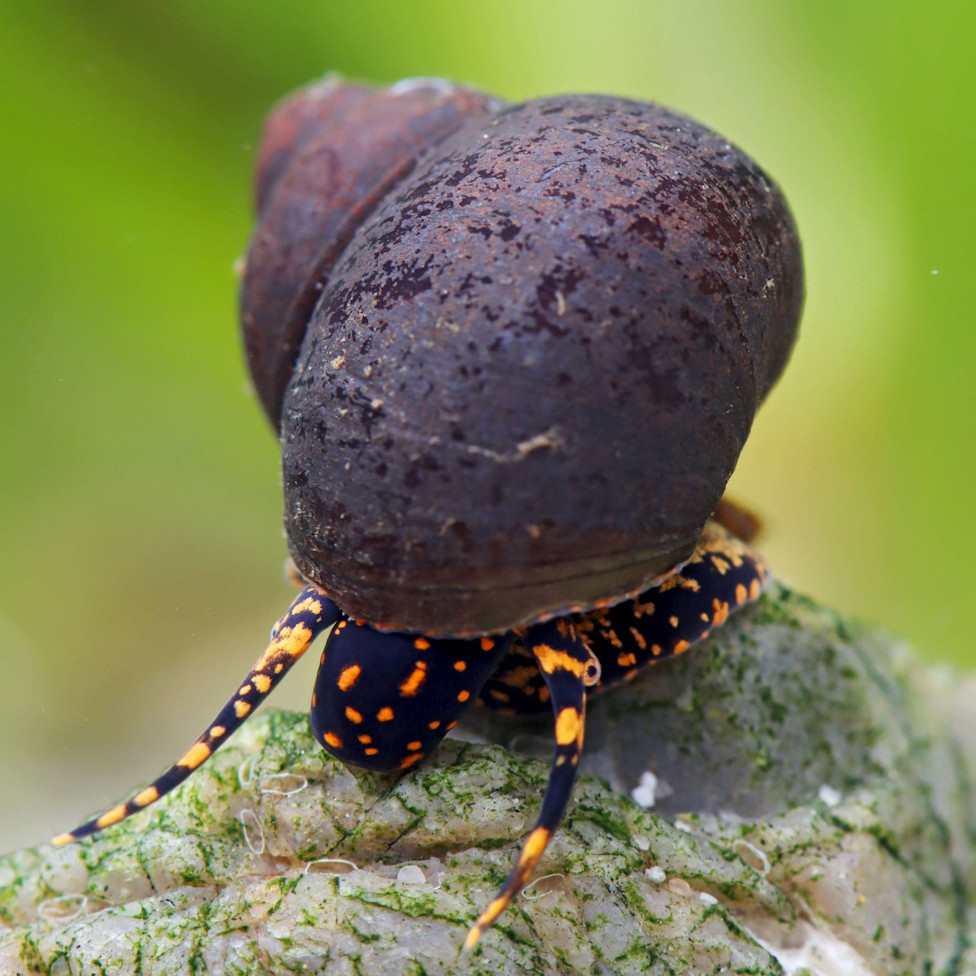 blue-berry-snail-viviparus-sp (1)