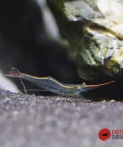 CARIDINA GRACILIROSTRIS - PINOCHO
