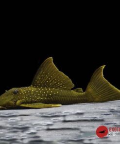 L200 BARYANCISTRUS DEMANTOIDES 5-6cm