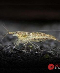 NEOCARIDINA PATRÓN "SALVAJE" - WILD TYPE
