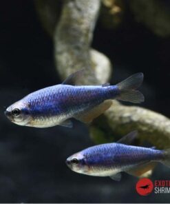 TETRA EMPERADOR SUPER BLUE - IMPAICHTHYS KERRI SUPER BLUE