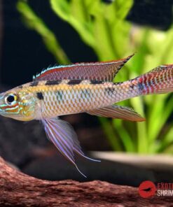 CÍCLIDO AJEDREZ ARCOIRIS (DICROSSUS MACULATUS)