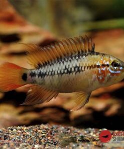APISTOGRAMMA VIEJITA