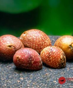CARACOL PINK LADY - CLITHON SOWERIANUM