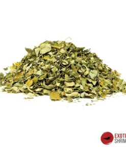 HOJAS DE MORINGA