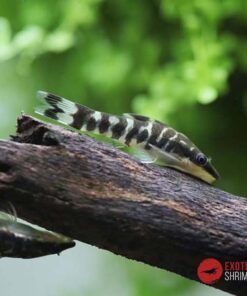 OTOCINCLUS CEBRA - OTOCINCLUS COCAMA