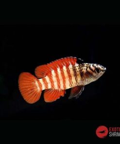 BADIS BLACK TIGER - DARIO SP. MYANMAR