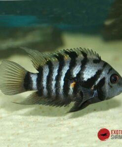 CICHLASOMA NIGROFASCIATUM / CÍCLIDO CONVICTO