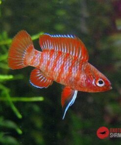 BADIS ESCARLATA - DARIO DARIO