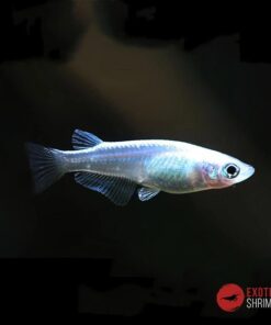 MEDAKA PLATA - ORYZIAS LATIPES SILVER