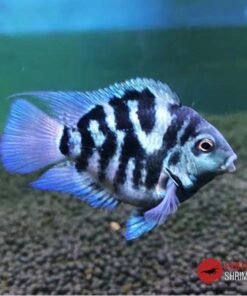 CÍCLIDO LORO ZEBRA POLAR BLUE