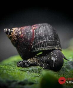 TYLOMELANIA SINOBARTFELDI
