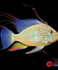 ACARICHTHYS HECKELI 10-12CM
