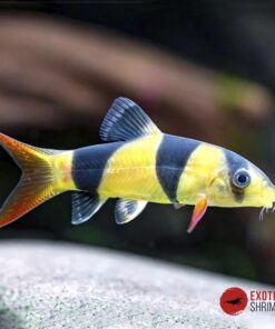 BOTIA PAYASO (CHROMOBOTIA MACRACANTHUS)