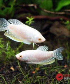 GOURAMI PLATINIUM