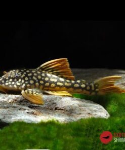 L14 SCOBINANCISTRUS AUREATUS 6-8CM