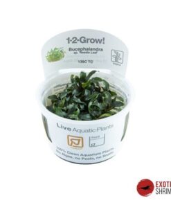BUCEPHALANDRA NEEDLE LEAF IN-VITRO