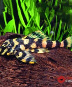 L168 ZONANCISTRUS BRACHYURUS 6-8cm