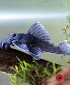 L239 BARYANCISTRUS BEGGINI 6-7cm