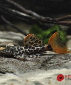 L114 PSEUDACANTHICUS CF. LEOPARDUS 7-8cm