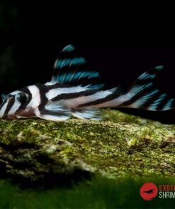 L046 Hypancistrus Zebra 3.5-4cm