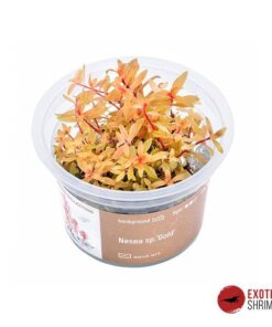 NESAEA SP. GOLD IN-VITRO
