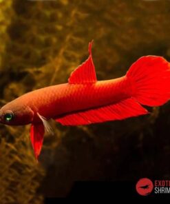 BETTA RUTILANS - PAREJA