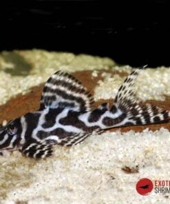 L236 BASIC - HYPANCISTRUS SP.