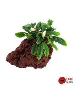 BUCEPHALANDRA SP. EN ROCA