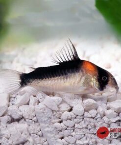 CORYDORA ADOLFOI