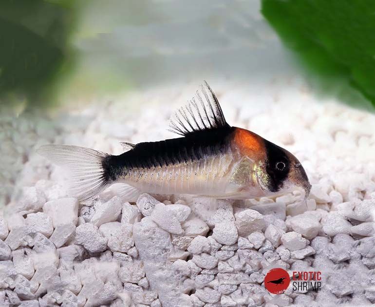 corydora adolfoi